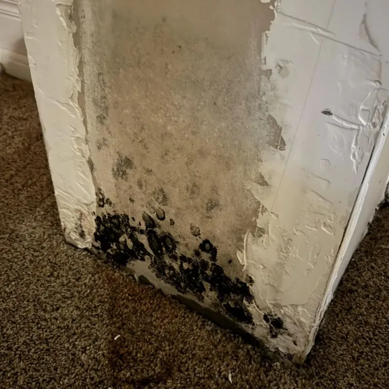Professional Mold Removal in Ashley, OH